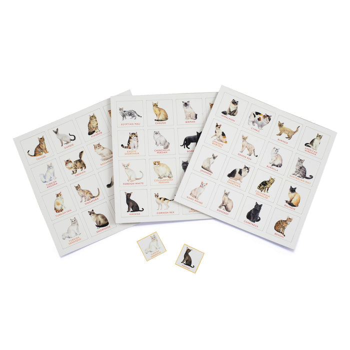 Brumby - Bingo - Cat
