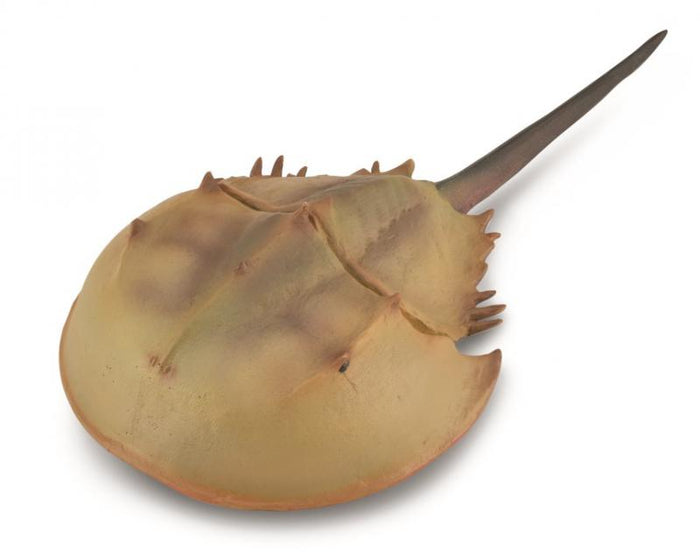 Collecta - Horseshoe Crab
