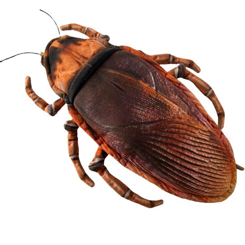 Huggable - Carlisle Cockroach
