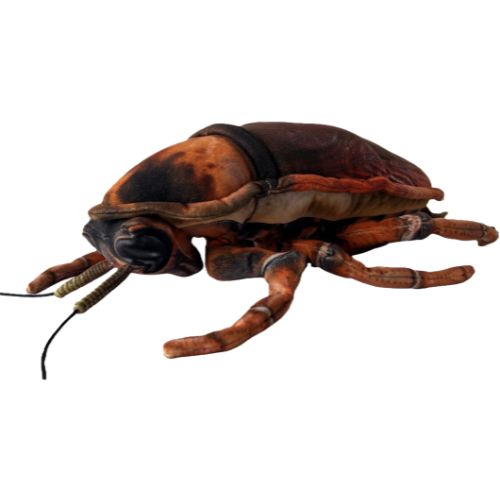 Huggable - Carlisle Cockroach