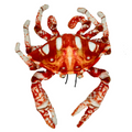 Huggable - Crabby Crab