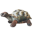 Huggable - Darwin Tortoise