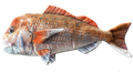Huggable - Sonny Snapper 64cm