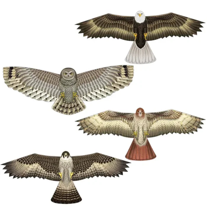 In the Breeze Birds of Prey Kites