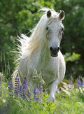 Ravensburger - 100Pc Horse in Flowers Puzzle