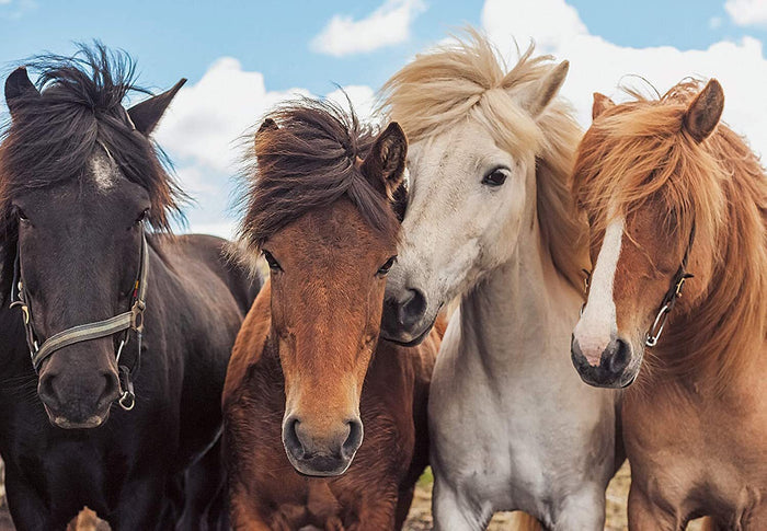 Ravensburger - 2 x 24Pc Horse Friends Puzzle