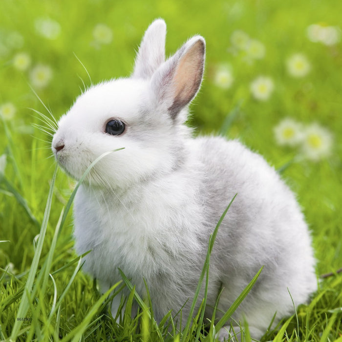 Ravensburger - 3 x 49Pc Cute Bunnies Puzzle