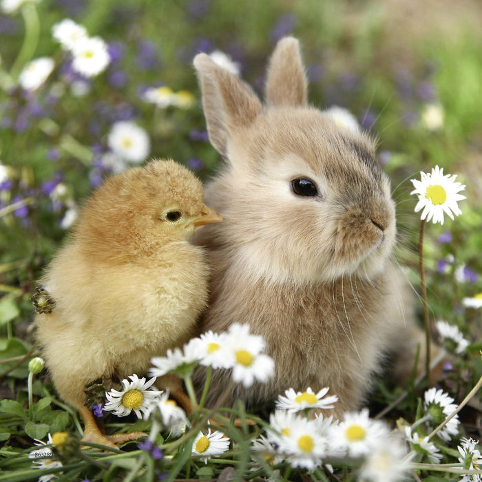 Ravensburger - 3 x 49Pc Cute Bunnies Puzzle