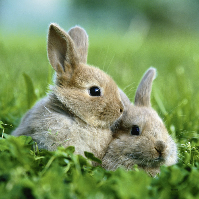 Ravensburger - 3 x 49Pc Cute Bunnies Puzzle