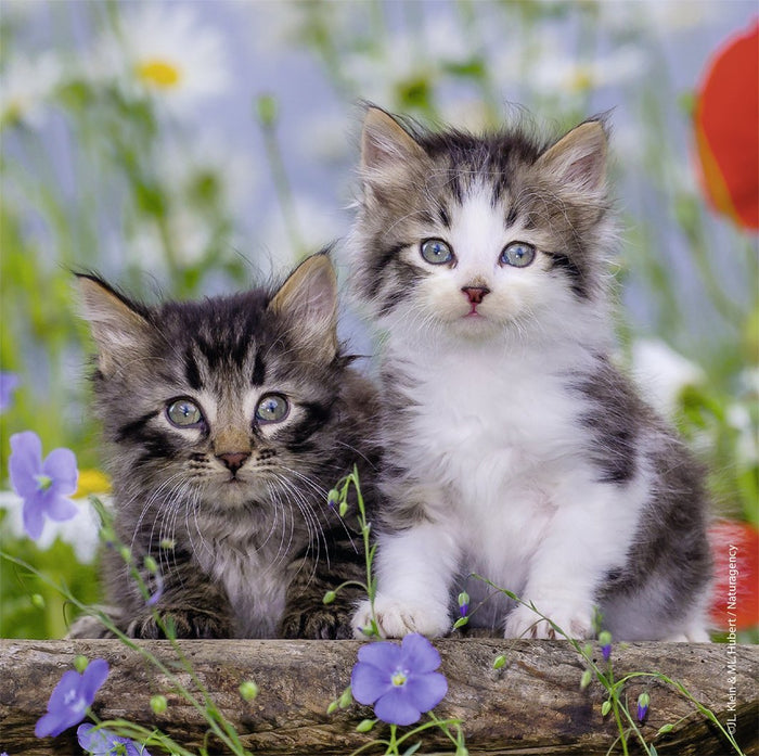 Ravensburger - 3 x 49Pc Kittens Puzzle
