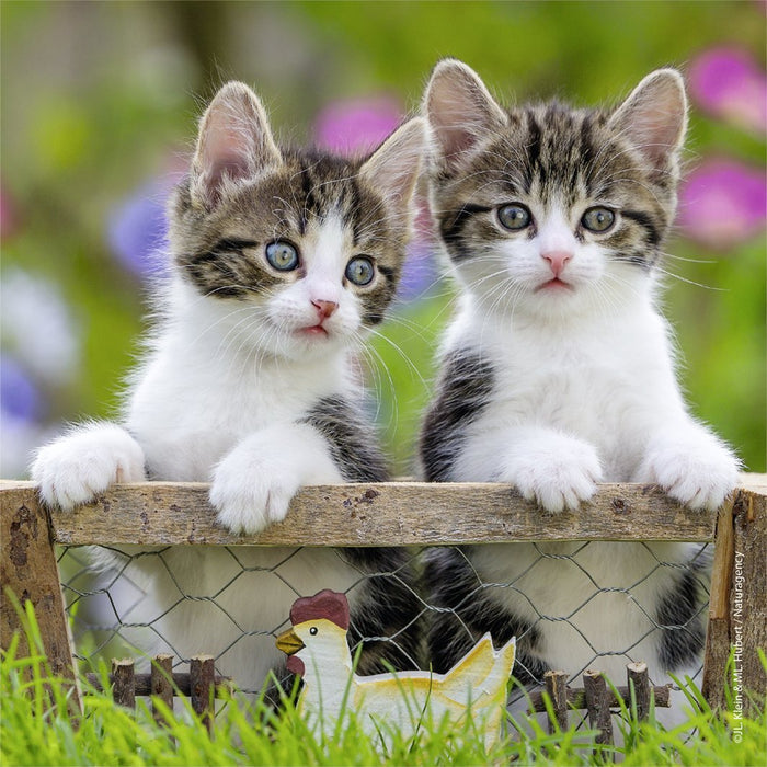 Ravensburger - 3 x 49Pc Kittens Puzzle