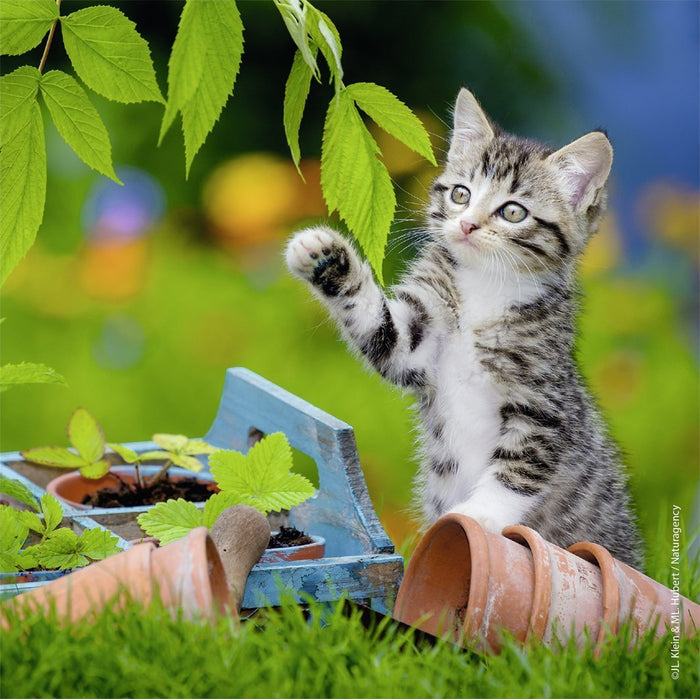 Ravensburger - 3 x 49Pc Kittens Puzzle