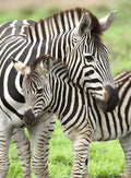 Ravensburger - 300Pc Zebra Love Puzzle