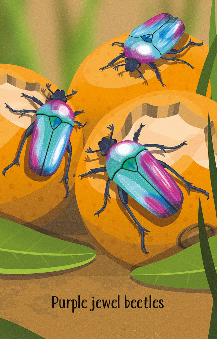 Usborne - Snap Cards - Bugs